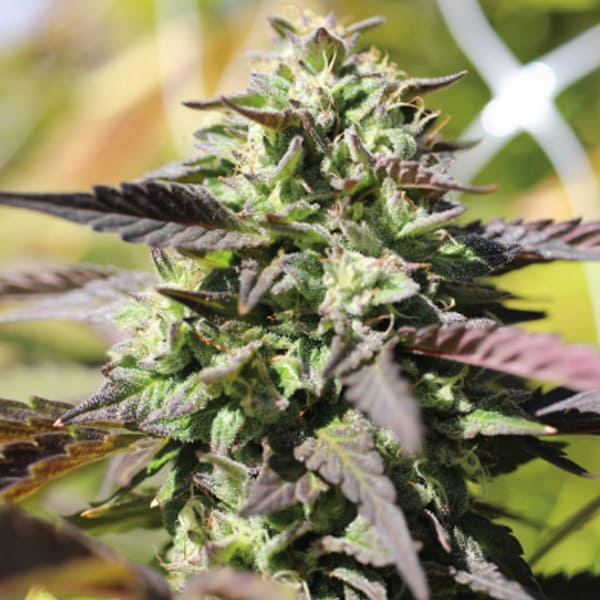 Chunkadelic Auto > Humboldt Seed Company | Autoflowering Cannabis   |  Indica